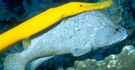 Keindahan Aneka Ikan Bawah Laut | Dunia Afrina