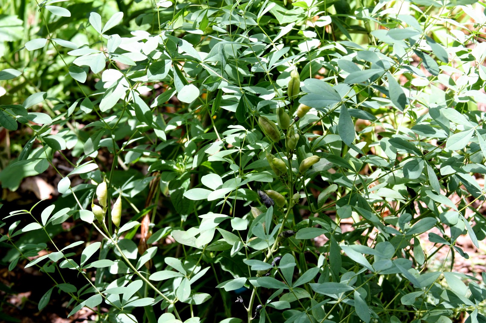 Baptisia australis start seeds of Blue False Indigo Seedlings a