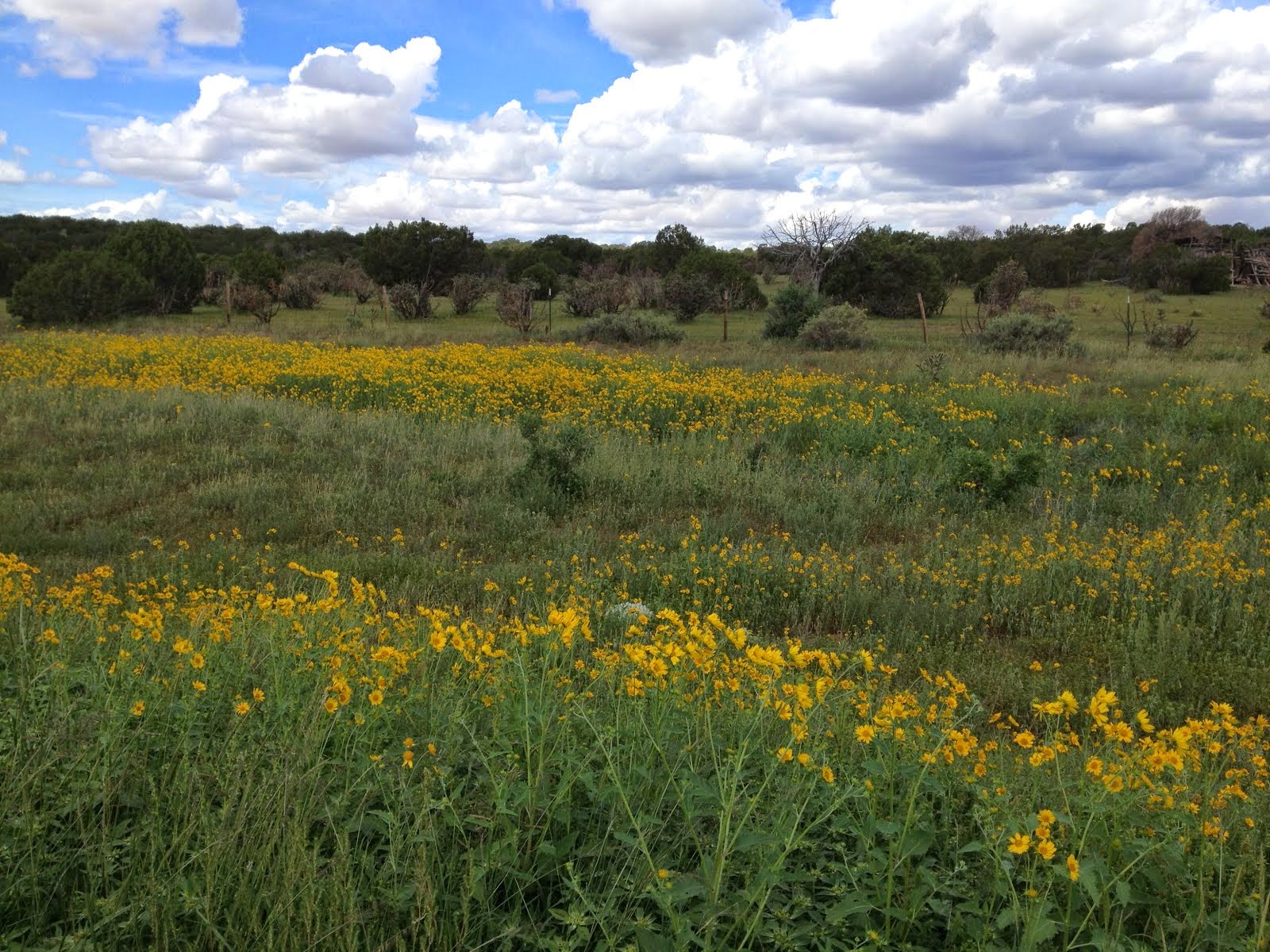 Near Mountainair, New Mexico