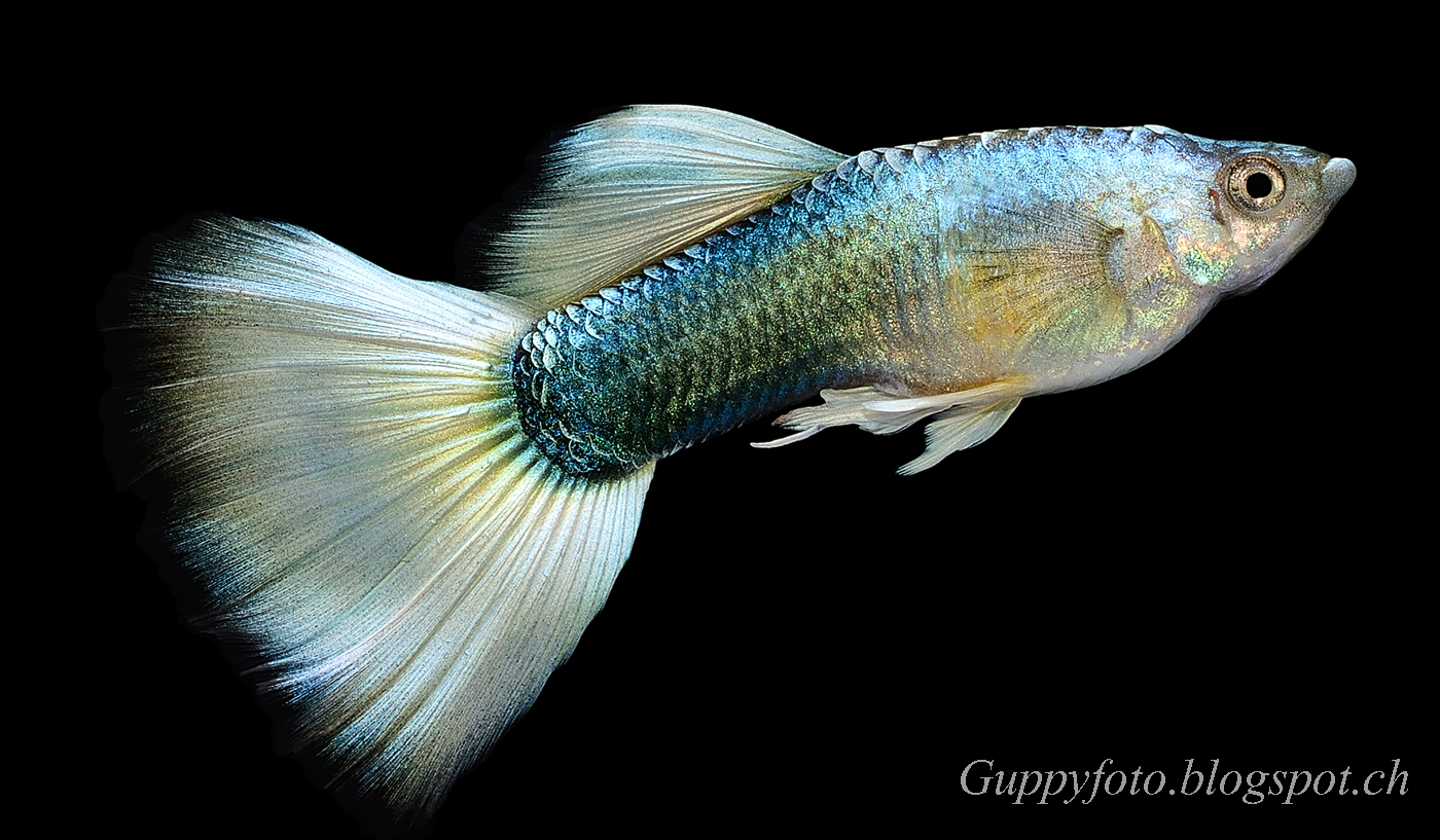 Guppyfoto: Moscow Halfblack-white Guppy