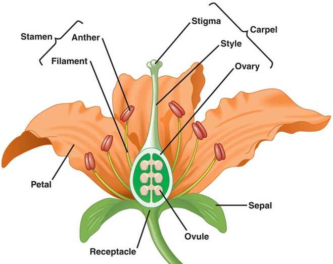 flower anatomy