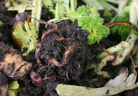 Garden Earth Worm Soil and Grass Compost Picture