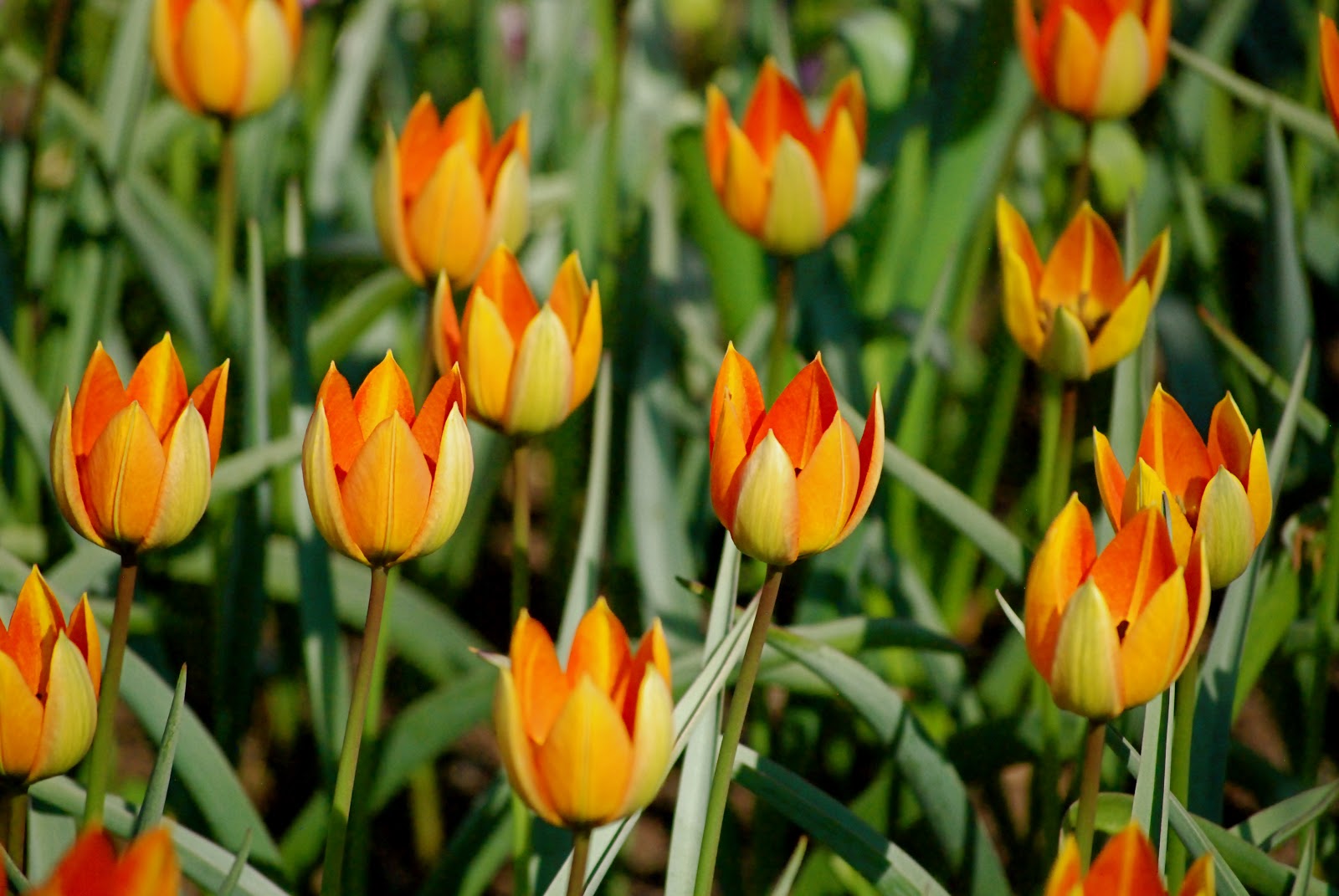 NYC ♥ NYC Tulips In Bloom At The Brooklyn Botanic Garden's Annual Border