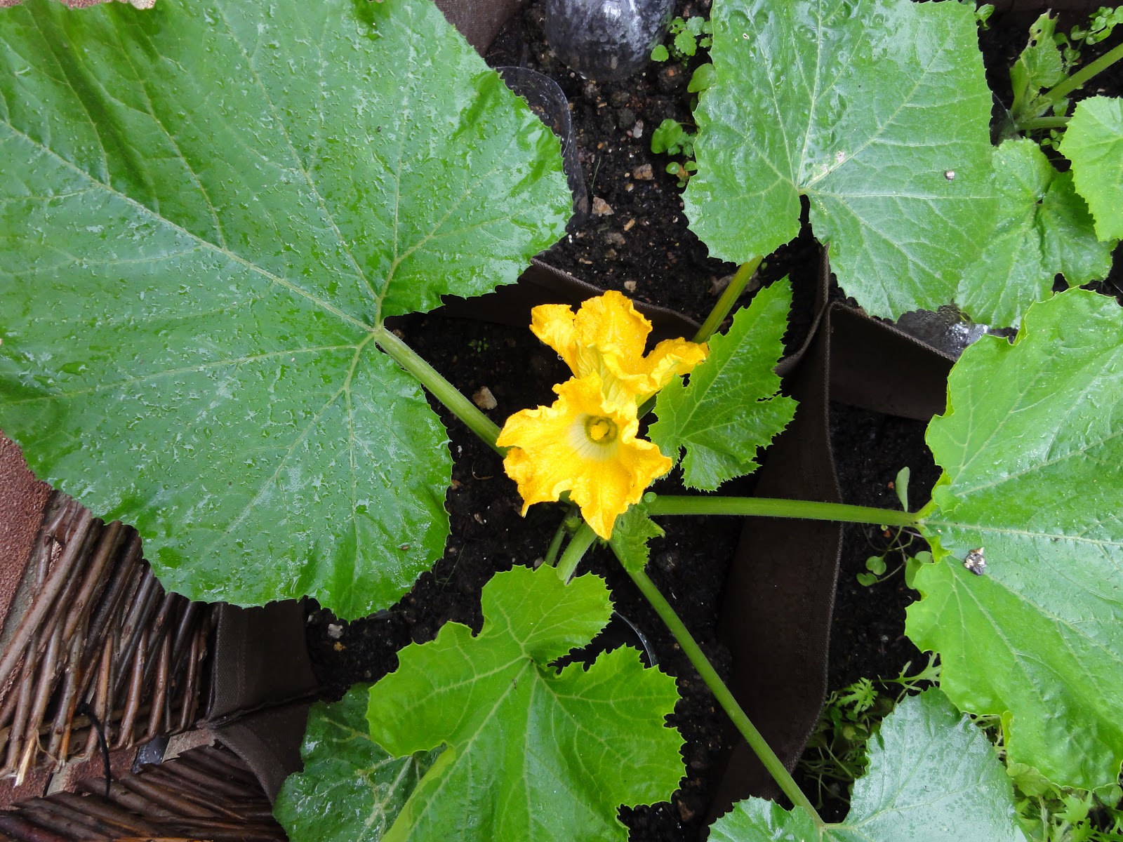 Raising Veg Courgette flowers