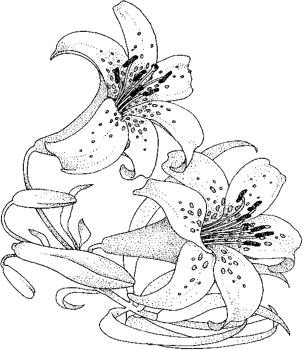 Lily Flower Coloring Pages title=