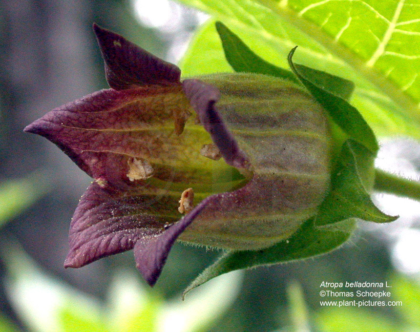 Herb Analysis Belladonna, Atropos, Deadly Nightshade the charming