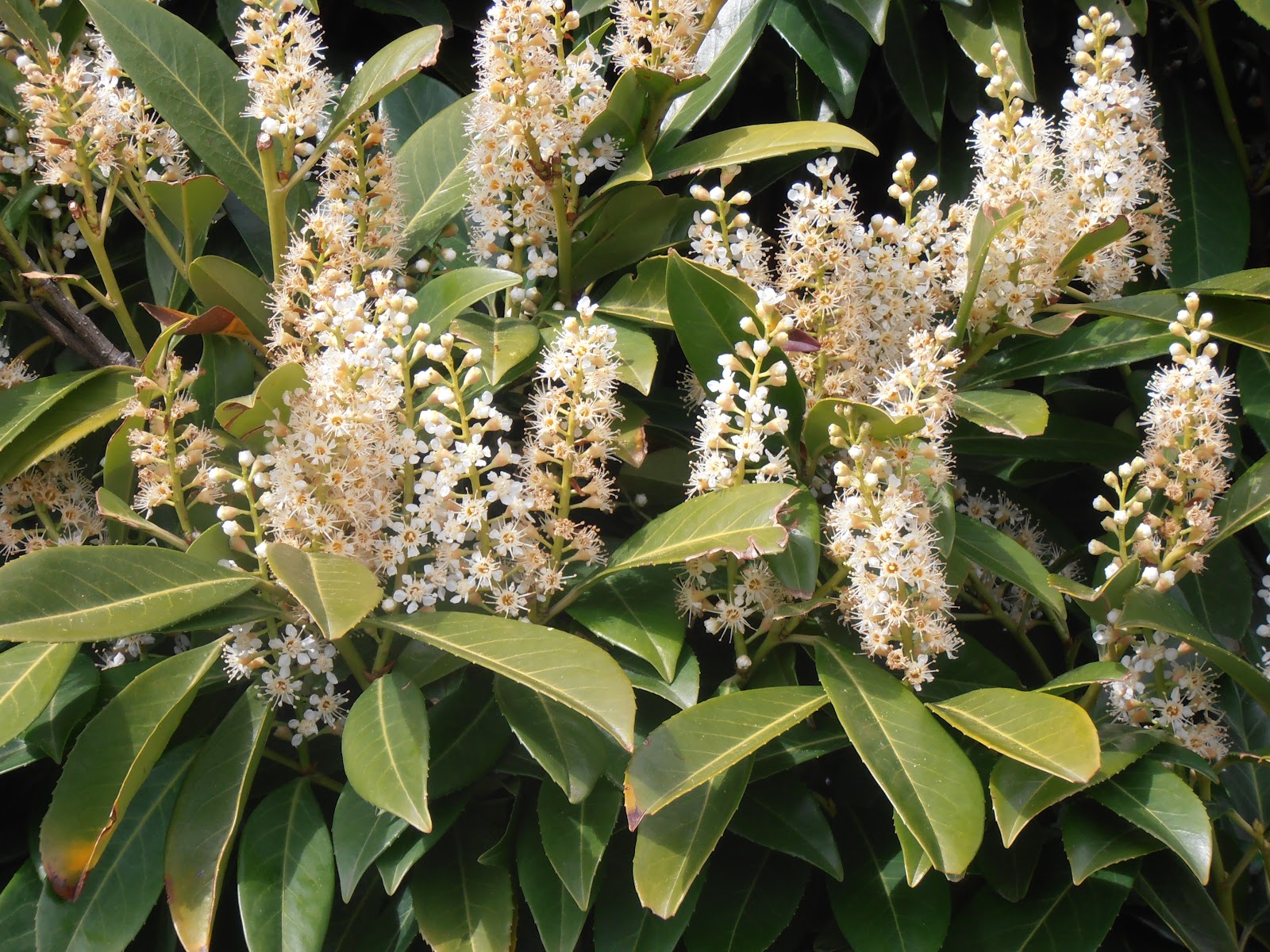LAUREL CEREZO Prunus laurocerasus Plantas rioMoros