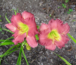"Passionate Returns" re-bloomer daylily