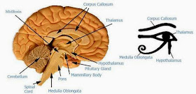 египетский символ глаз гора это изображение таламуса мозга человека