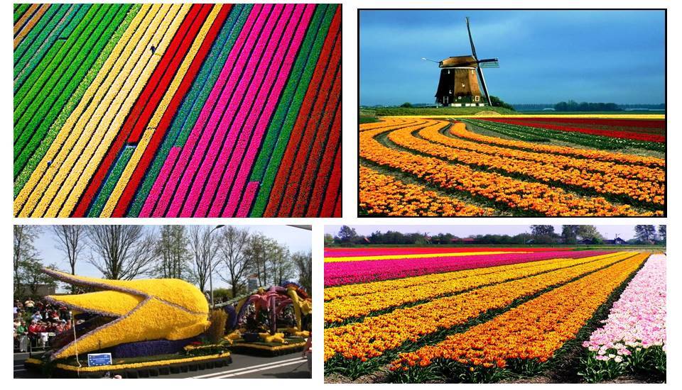 The Beauty of Nature Flower farms in the Netherlands