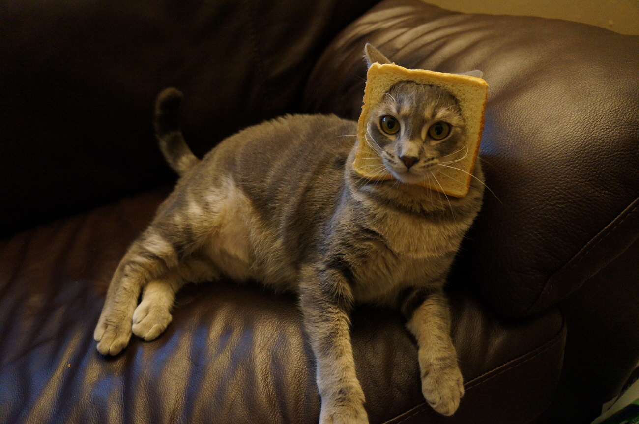 Sohee's [DOKDO] 진정한 식빵 고양이 독도(The bread kitten)