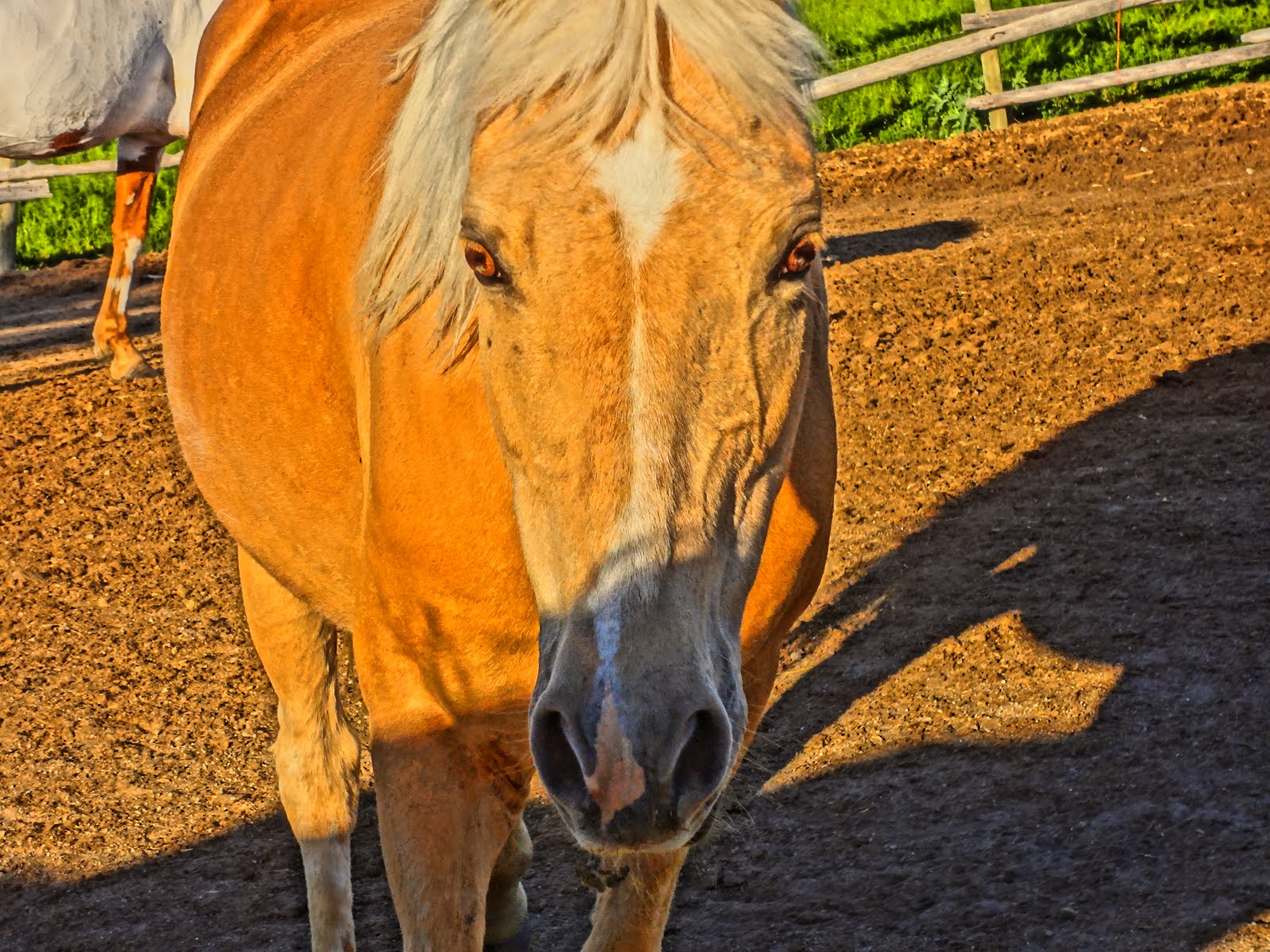 Autumn. a palomino pony