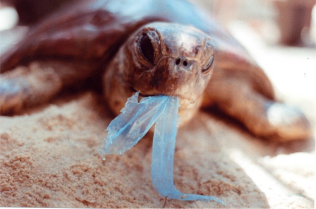 Plastic Bags Rubbish