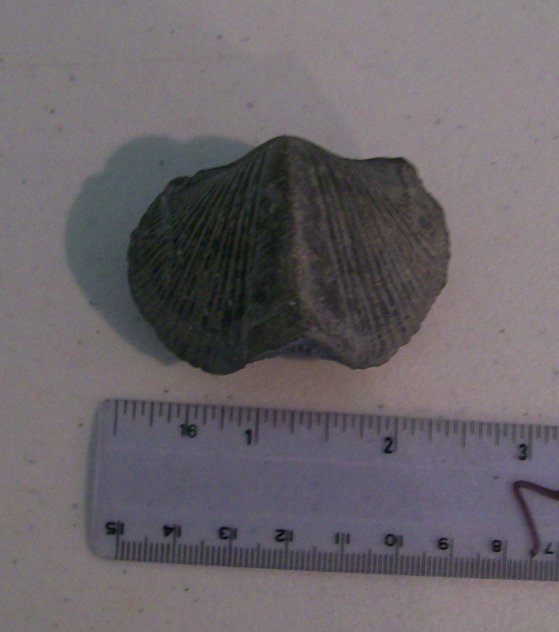 Rockhounding Around Fossil Park, Sylvania Ohio