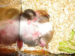 my lovely hamsters