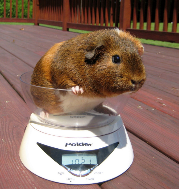 Crafts, Cavies and Cooking Top Ten Tips to Help a Sick Guinea Pig