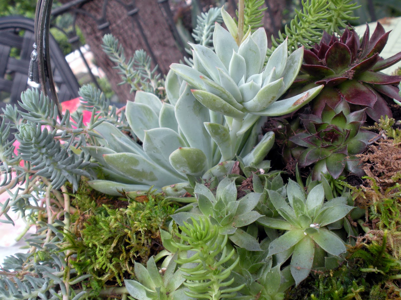 Hen and bitty plant Idea
