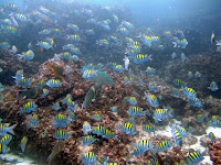 School of Galapagos Island Fish Before El Nino