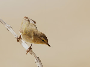 Willow warbler