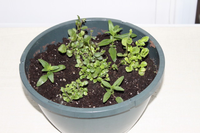 Snapdragon Leaves