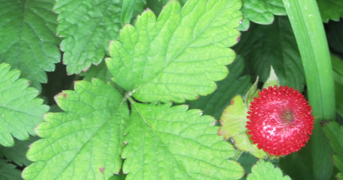 BarnBugStudio WILD STRAWBERRIES