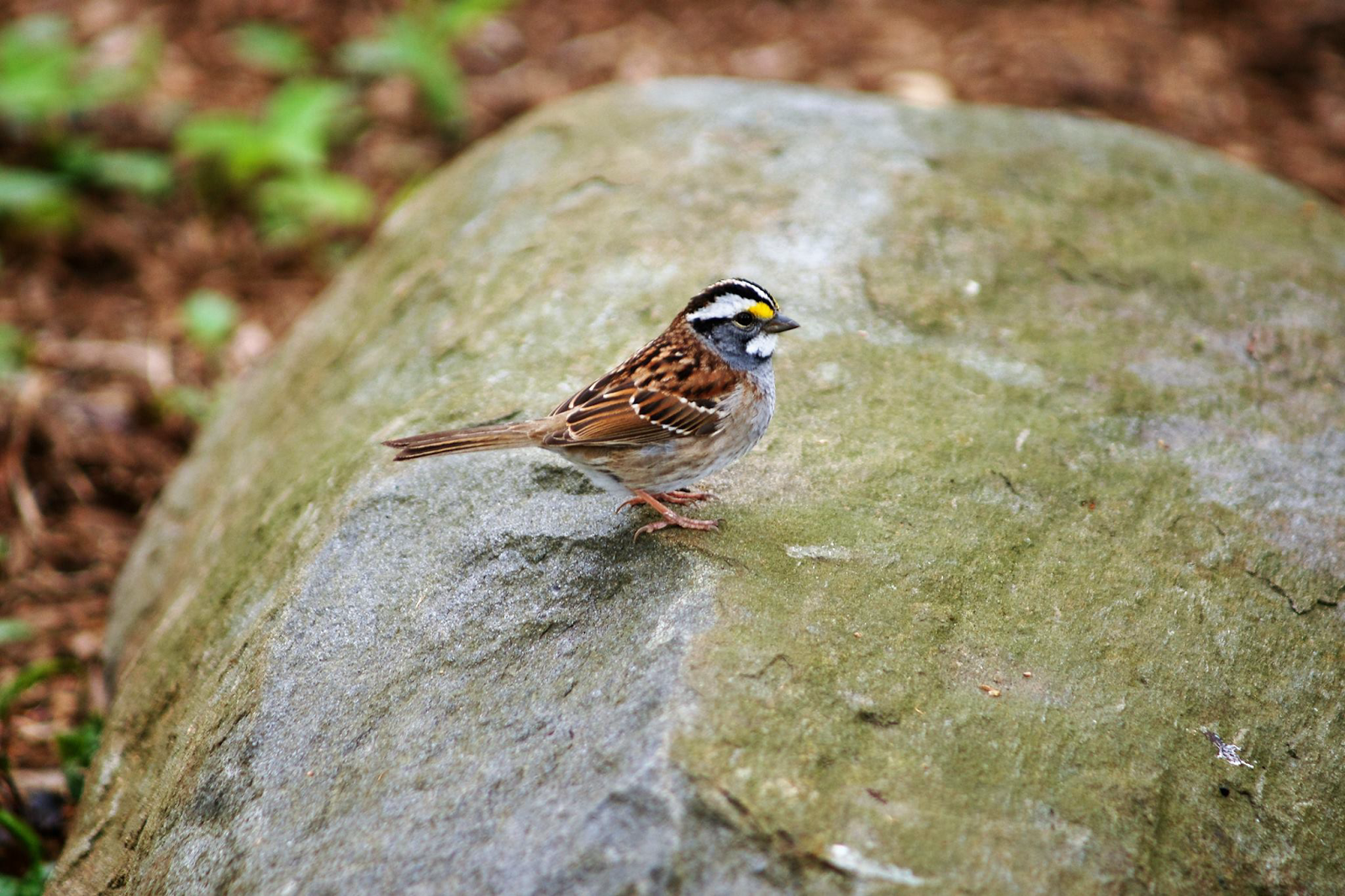 New York Central Park Birds