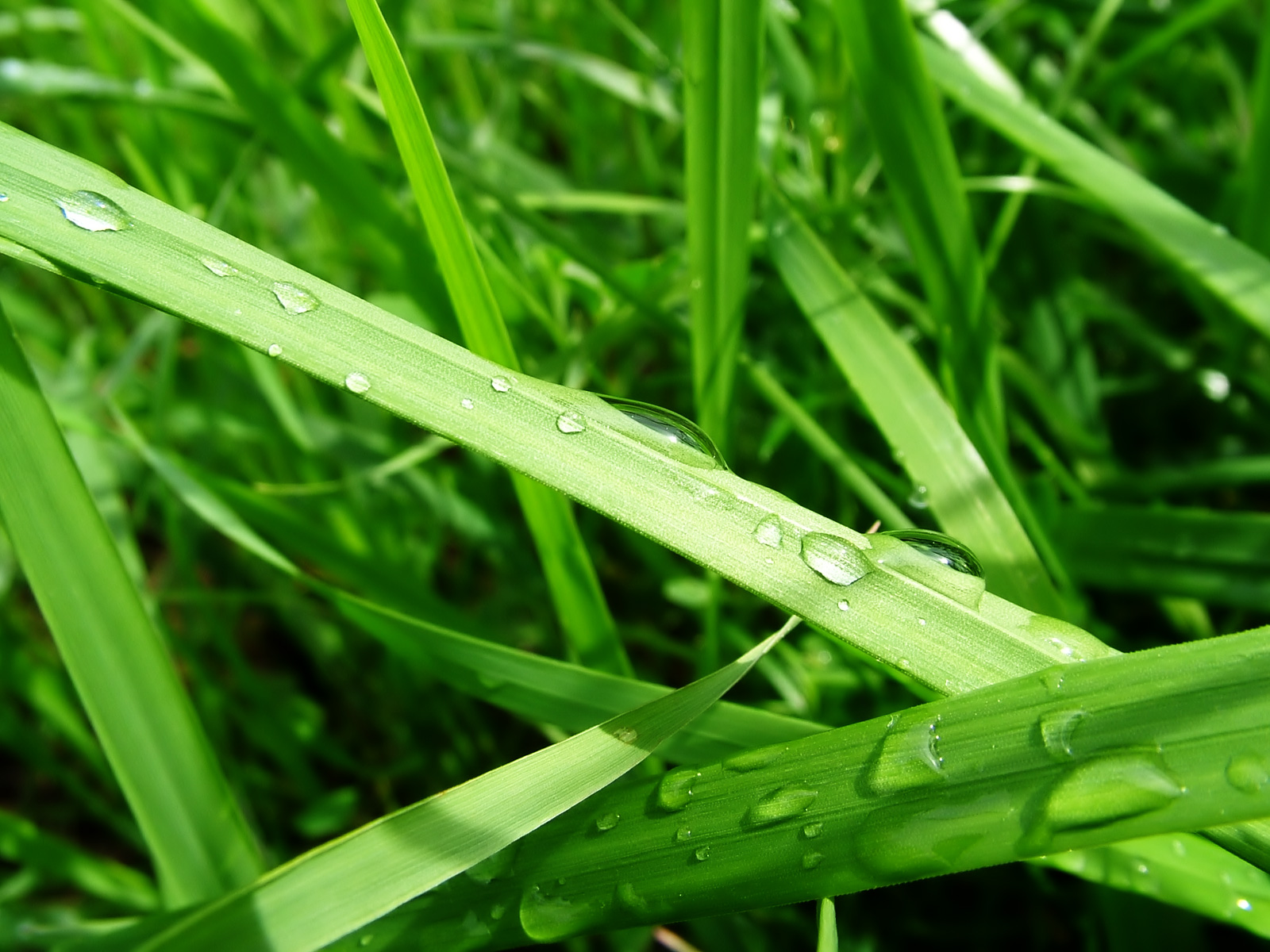 Green Nature - 2011 Green Wallpaper