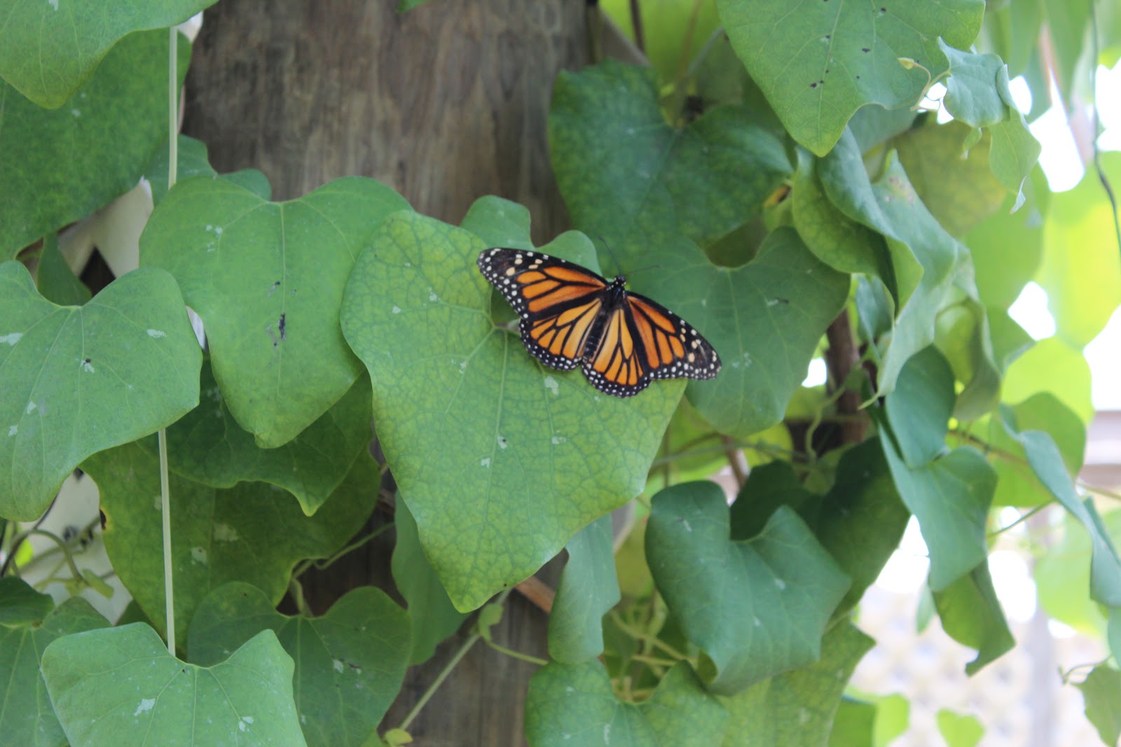 Family Fun Panhandle Butterfly House!