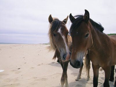 pictures of horses on the beach