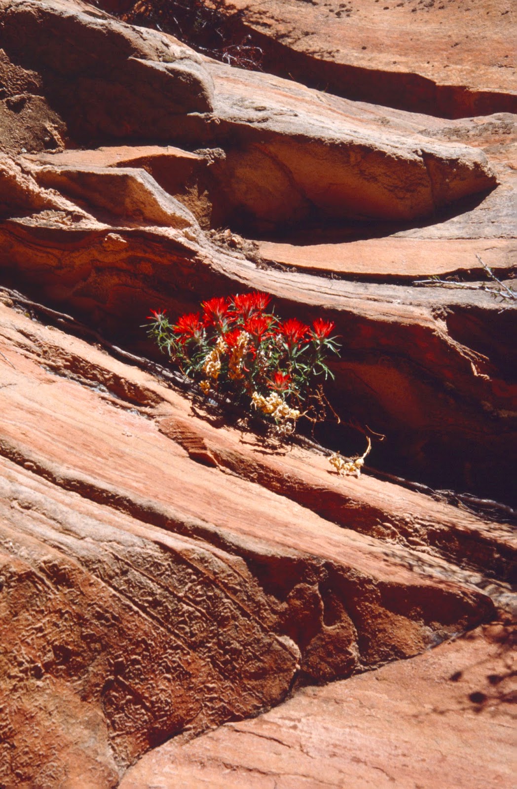 The Old Cowboy and Photography Wildflowers of Zion National Park
