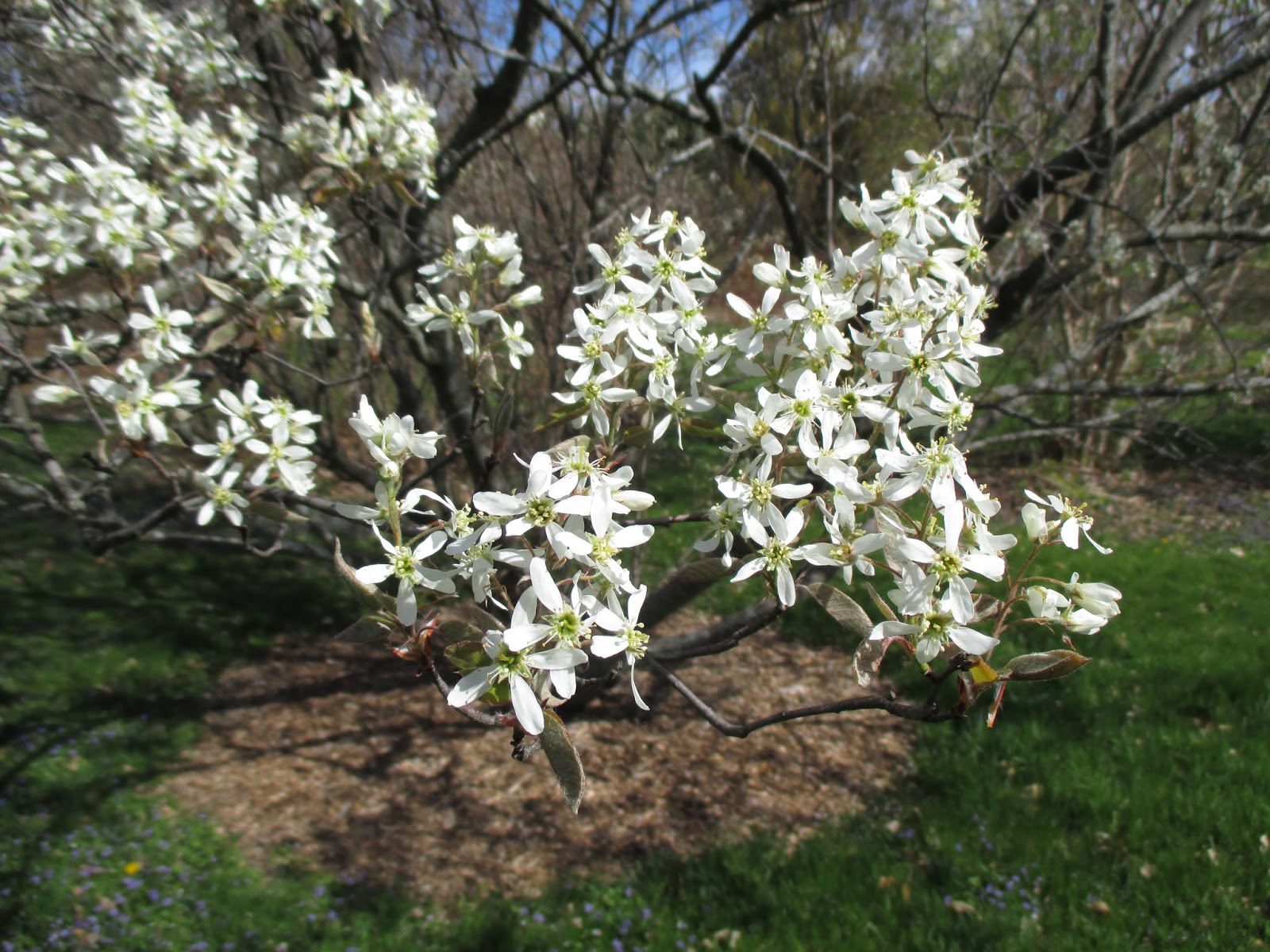 Serviceberry Large Trees Tight Spaces