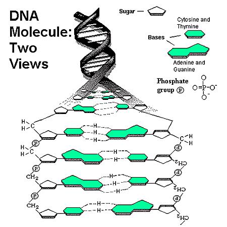 Printables Dna Molecule And Replication Worksheet collection of dna molecule and replication worksheet bloggakuten