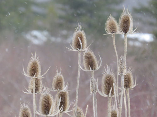teasel