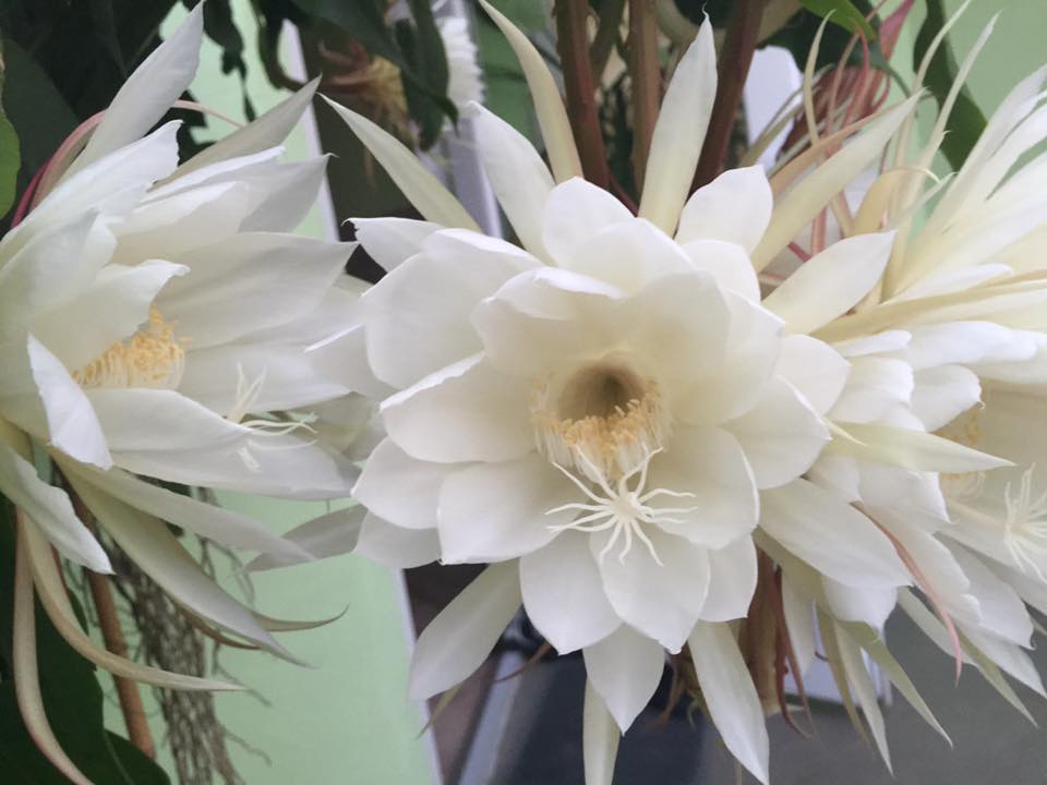 [Image: me-viet-o-duc-tiet-lo-bi-quyet-trong-quy...-hoa-4.jpg]