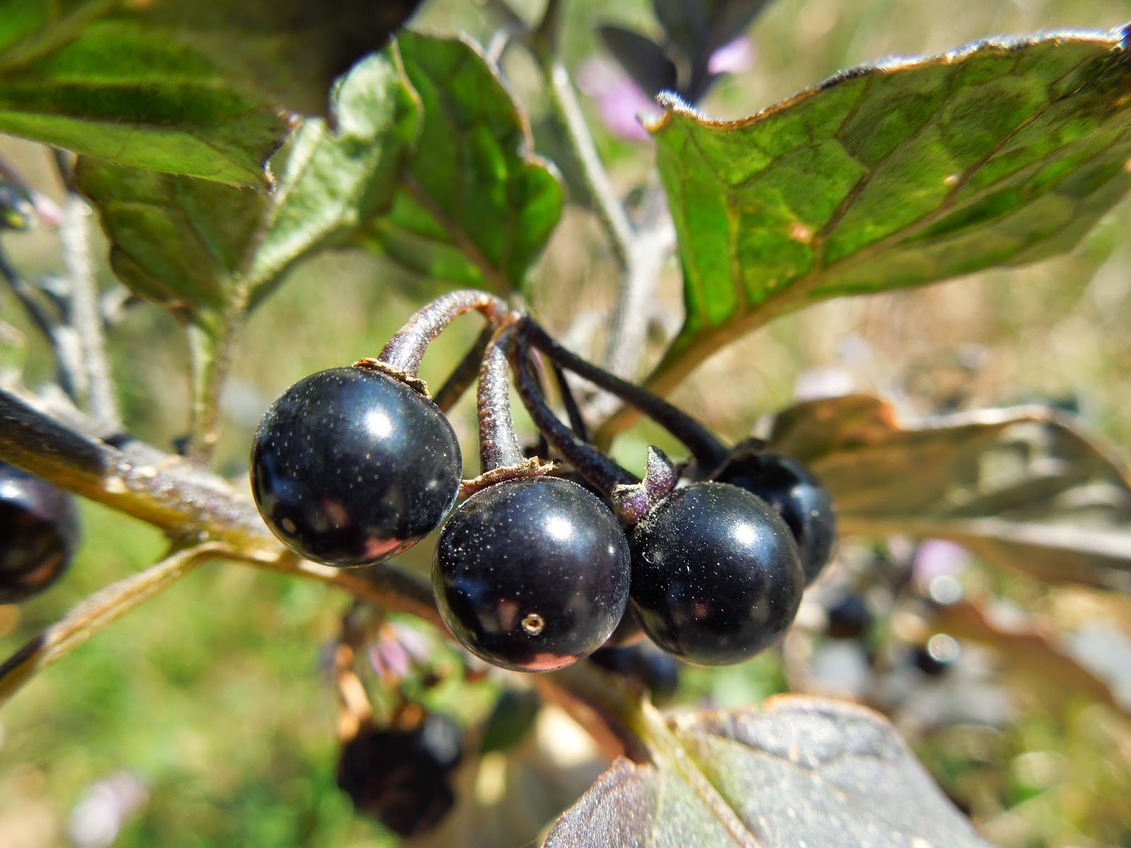 TOMATILLOS DEL DIABLO BOTÀNIC SERRAT