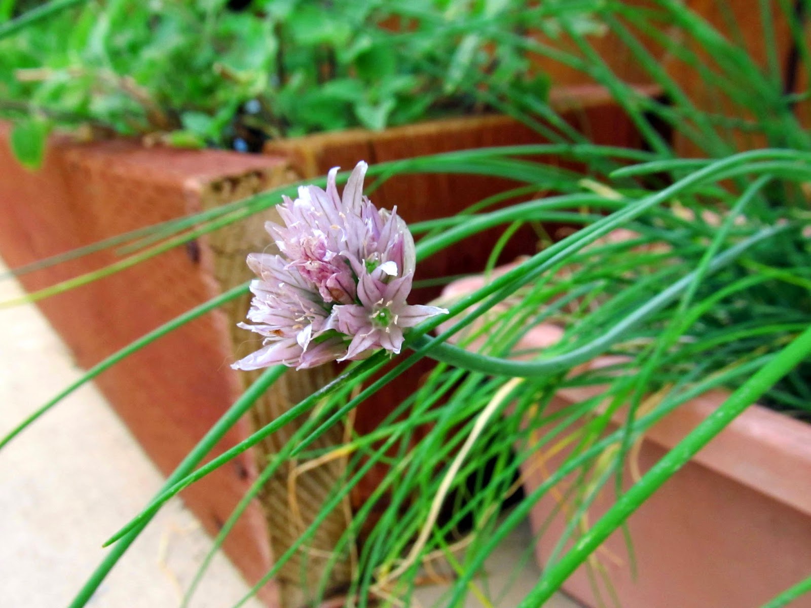 I Don't Cook, But My Boyfriend Does! Chive Flowers, Eat Them!