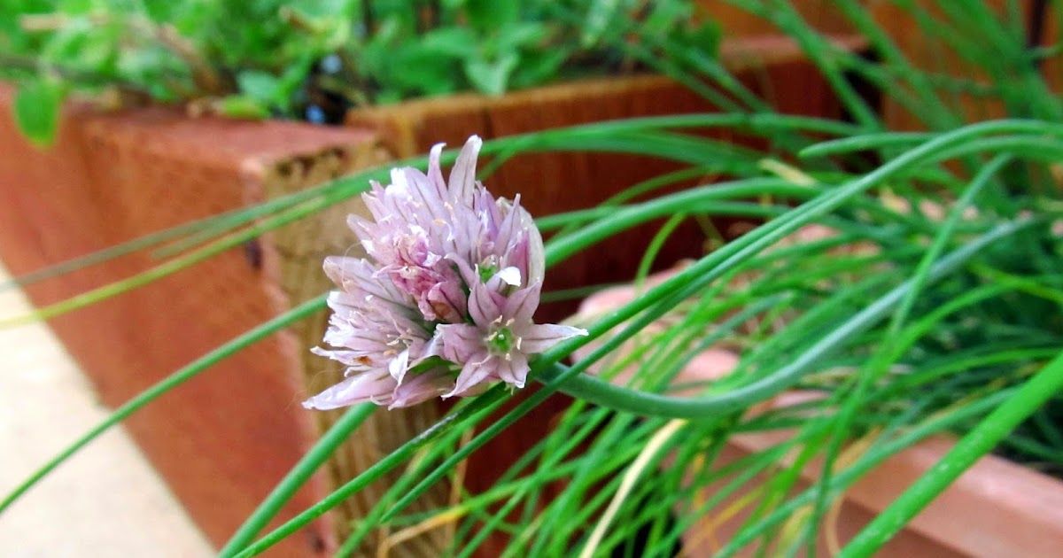 I Don't Cook, But My Boyfriend Does! Chive Flowers, Eat Them!