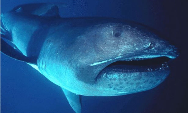أغرب عشر سمكات قرش في العالم Megamouth+shark