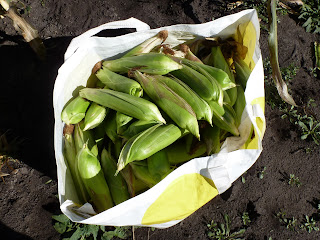 A brimming bag of corn cobs