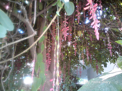 A tree in the Garden of Sri Sri Ravishankar Ashram in Rishikesh