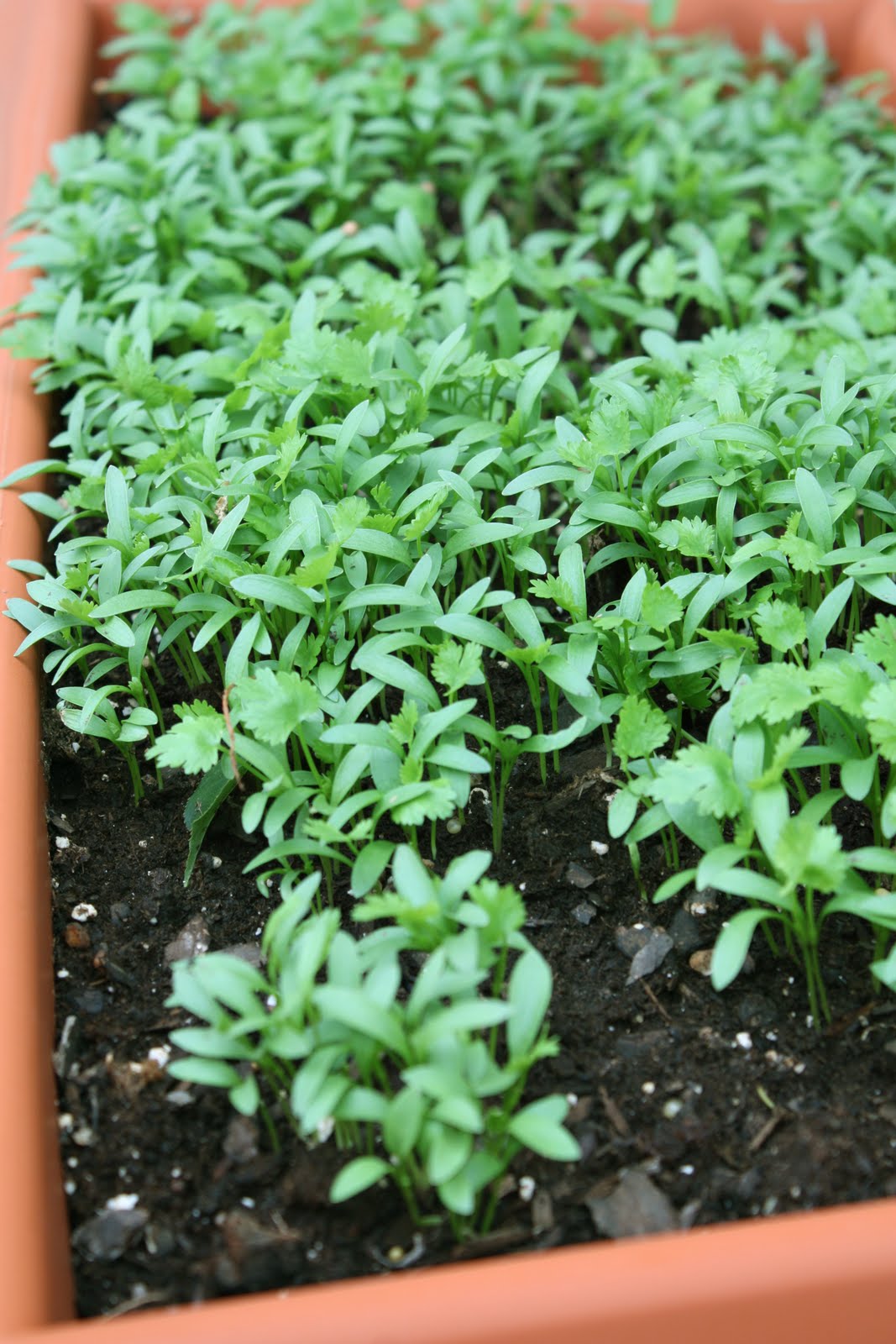 cilantro seedlings falling over cilantro seedlings falling over