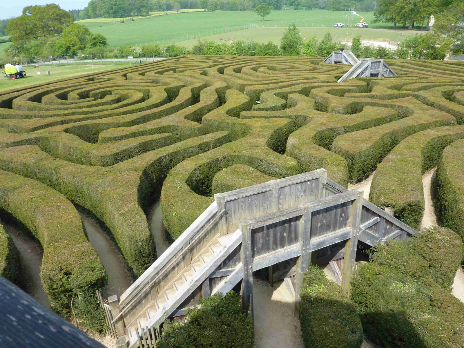 hedge maze hedge maze