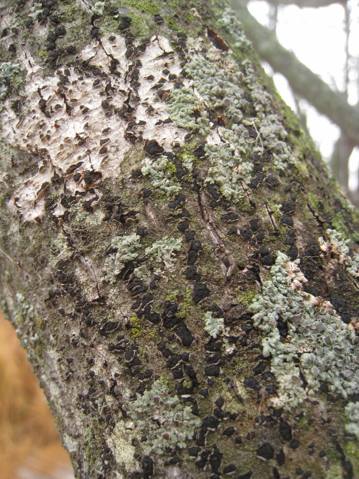 Distracted Naturalist White Spots on Trees 3 Common vs. Glossy Buckthorn
