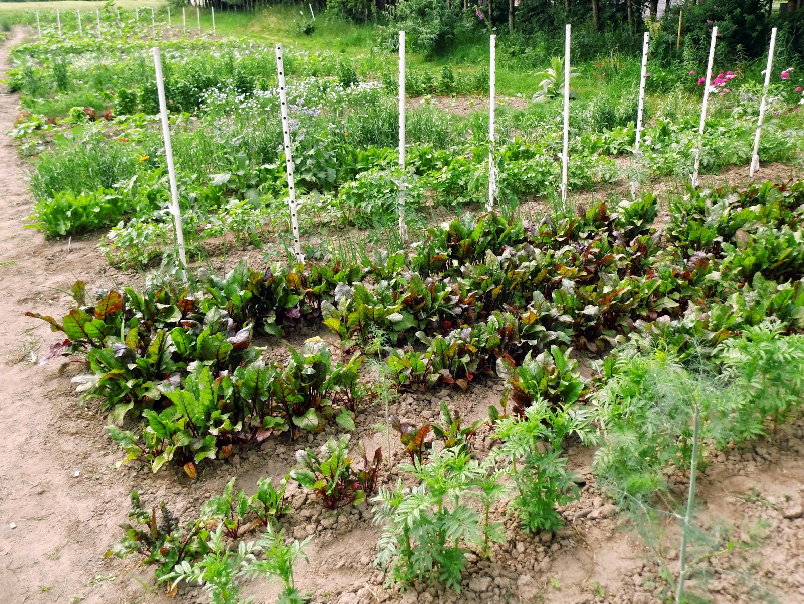 Allelopatia sympatie wśród roślin BEZ OGRÓDEK blog ogrodniczy