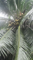 coconuts!