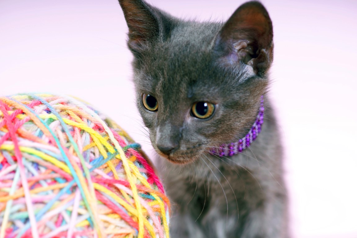 Photo Adventures Knitting Cat Beds from Yarn Stash