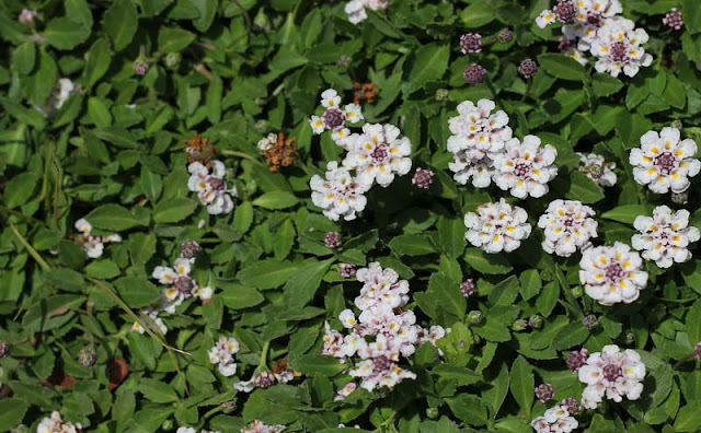 Phyla Canescens Flowers Pictures