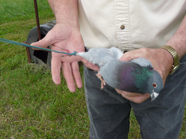 Kansas Bird Dogs Barrel Training Part 1