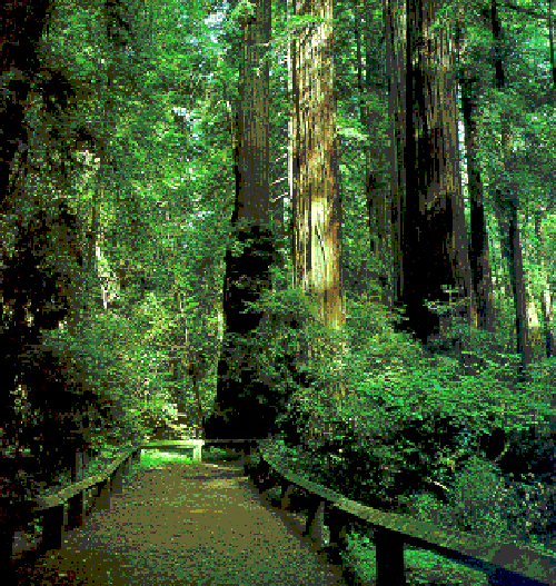 FRIDAY, APRIL 29, 2016~STITCHING IN THE REDWOODS