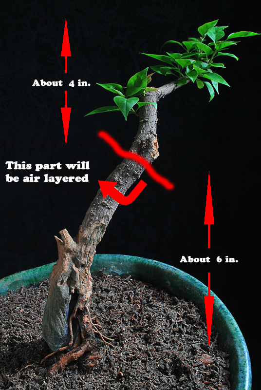Future Plan Propagation by Air Layering Bonsai Adventure A Guide